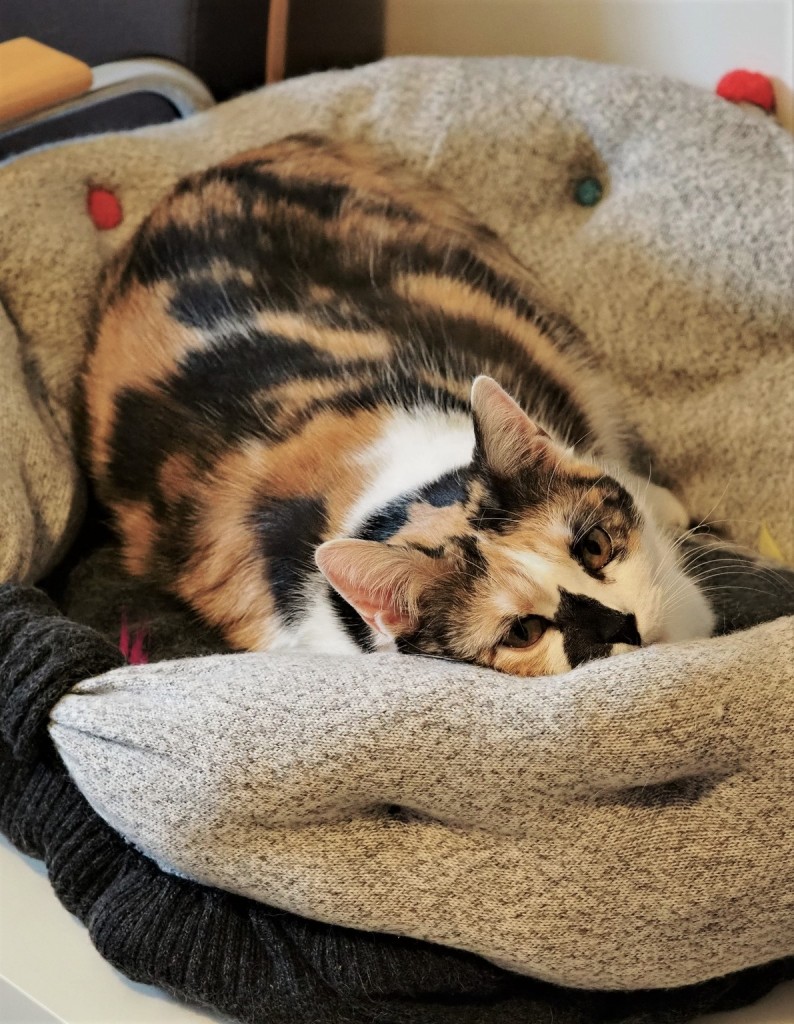 Adoptusie. Kaśka – w domu :)