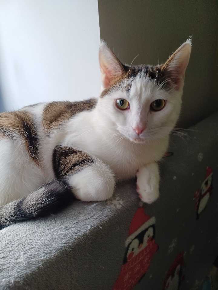 Adoptusie. Maczek. Adoptowany :)