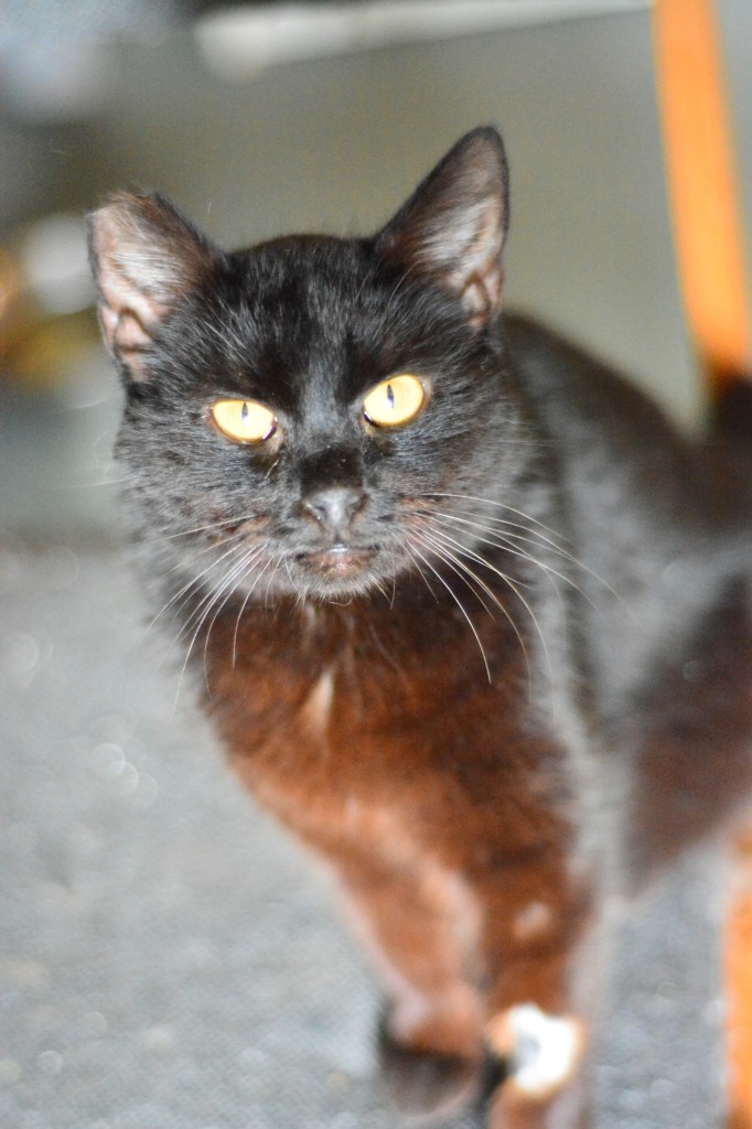 Otylia - adoptowana :)