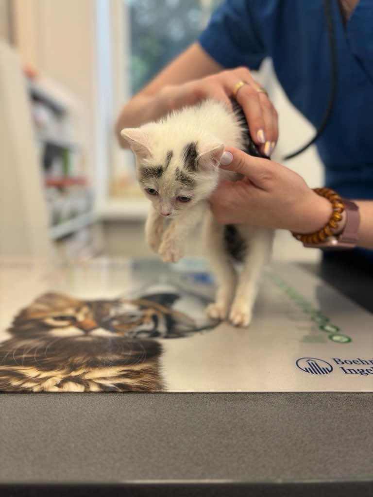 Kocie dzieci z krzaków - gotowe do adopcji :)
