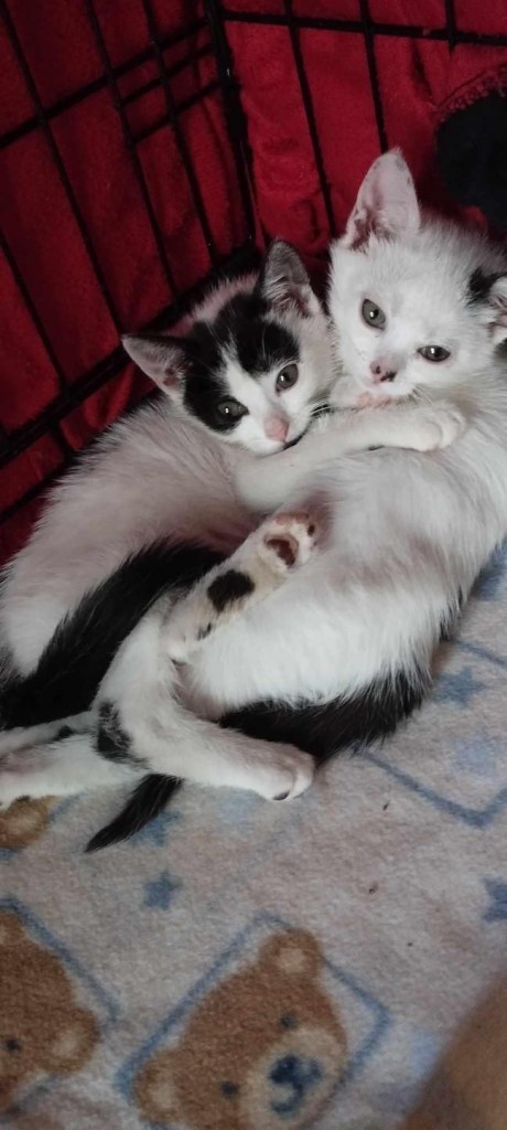 Kocie dzieci z krzaków - gotowe do adopcji :)