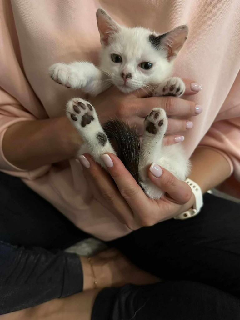 Kocie dzieci z krzaków - gotowe do adopcji :)