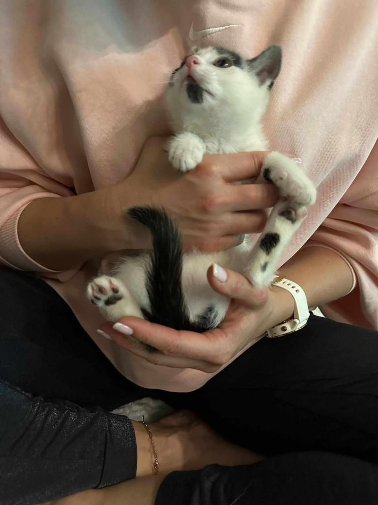 Kocie dzieci z krzaków - gotowe do adopcji :)