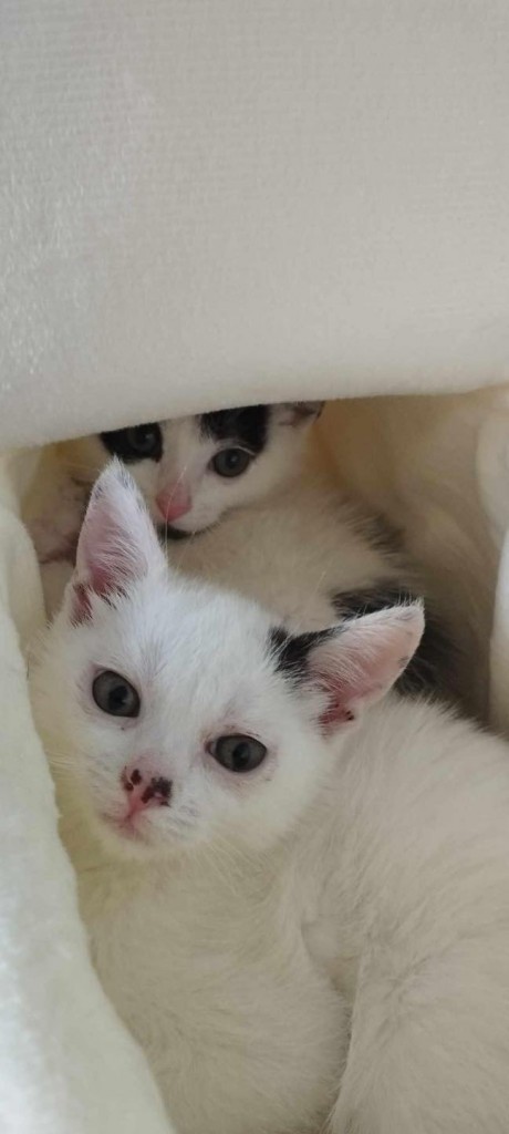 Kocie dzieci z krzaków - gotowe do adopcji :)