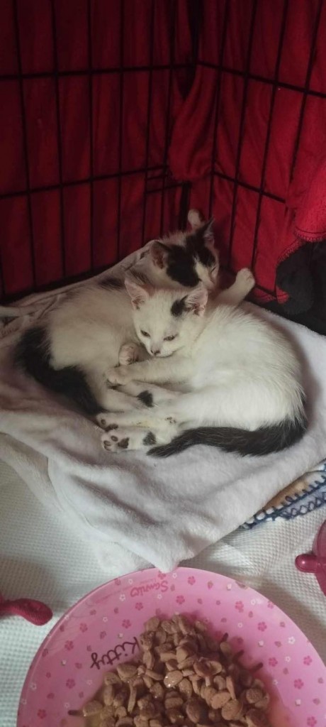 Kocie dzieci z krzaków - gotowe do adopcji :)