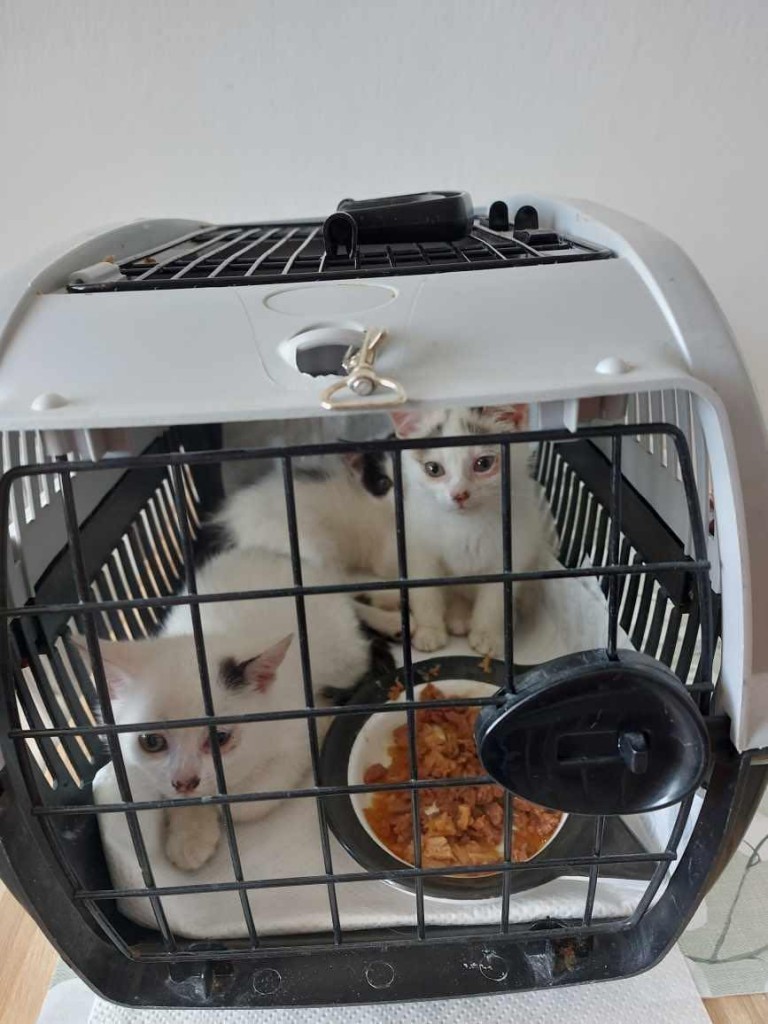 Kocie dzieci z krzaków - gotowe do adopcji :)