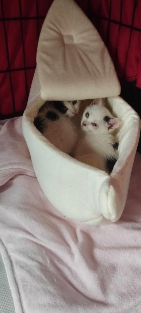 Kocie dzieci z krzaków - gotowe do adopcji :)
