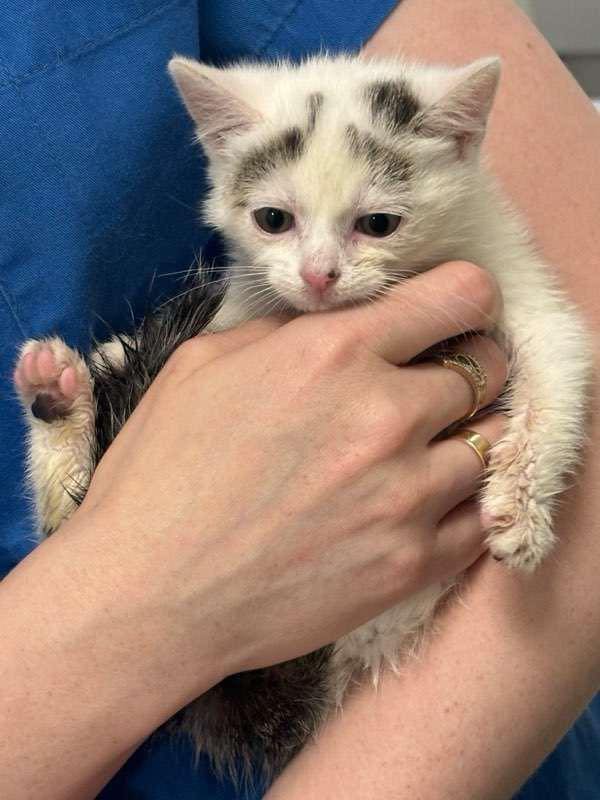 Kocie dzieci z krzaków - gotowe do adopcji :)