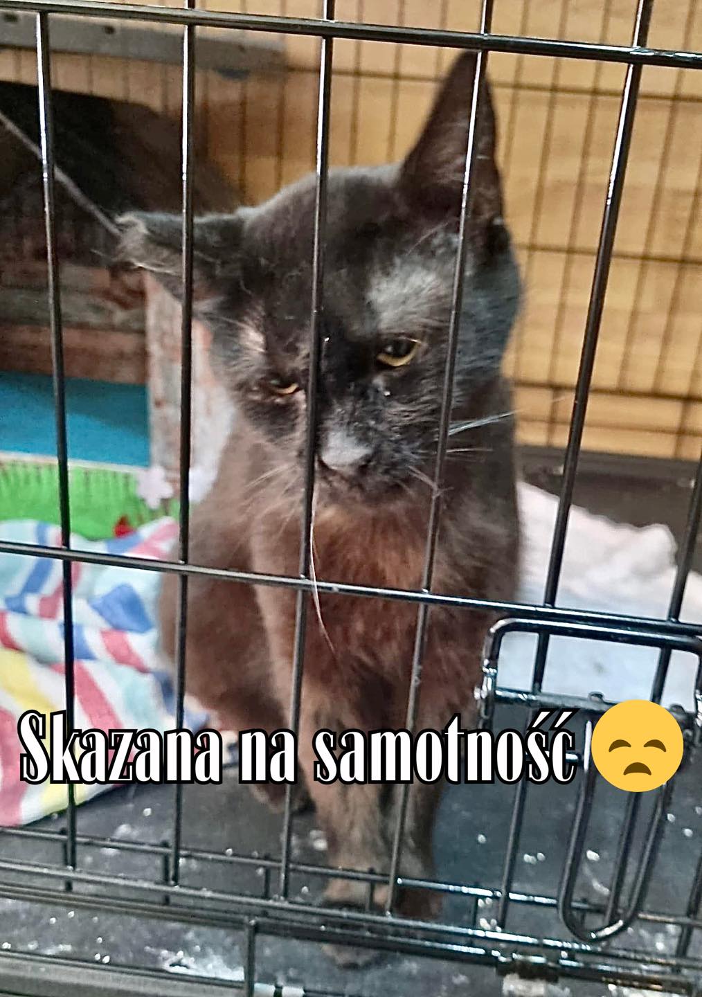 Otylia - adoptowana :)