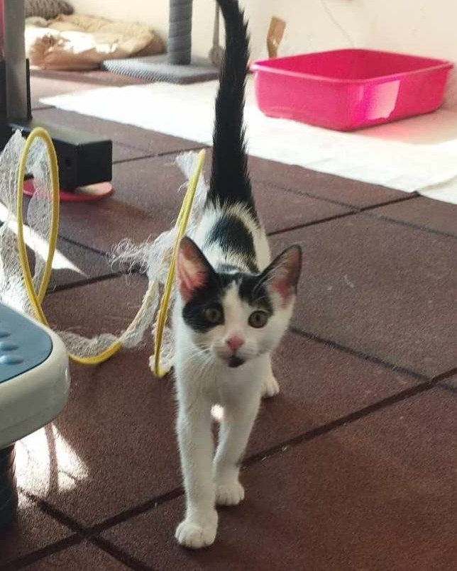Kocie dzieci z krzaków - gotowe do adopcji :)