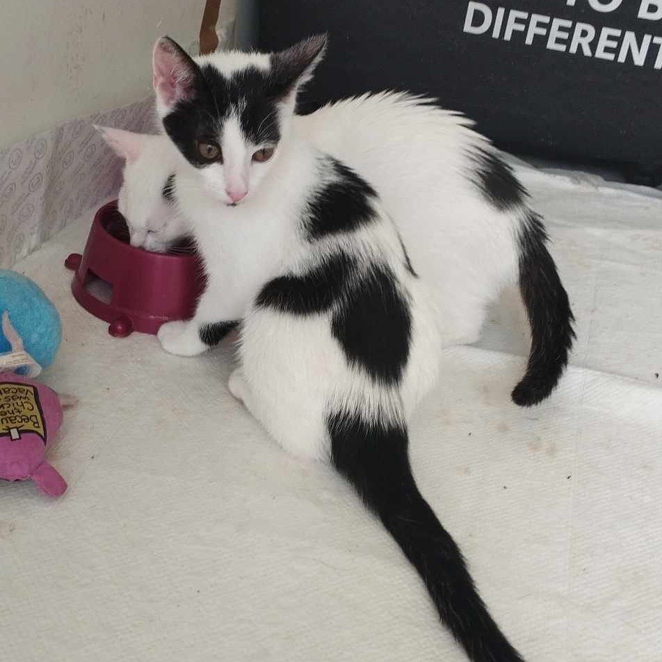 Kocie dzieci z krzaków - gotowe do adopcji :)