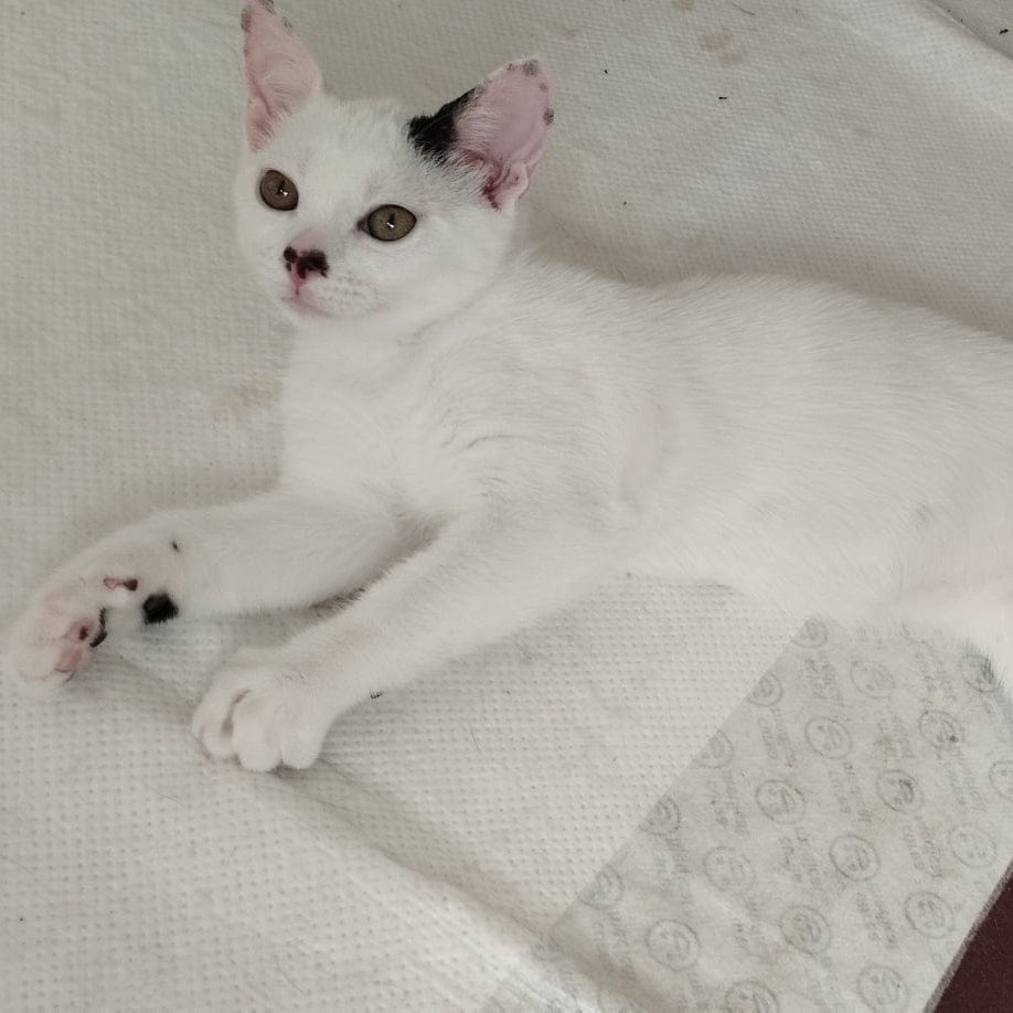 Kocie dzieci z krzaków - gotowe do adopcji :)
