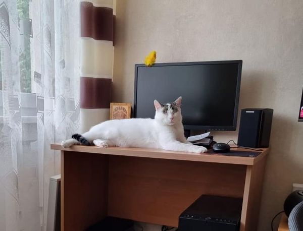 Kminek w domu