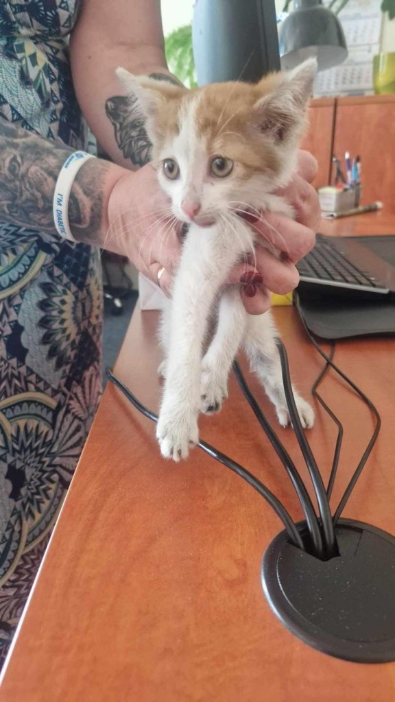 Itek adoptowany :)