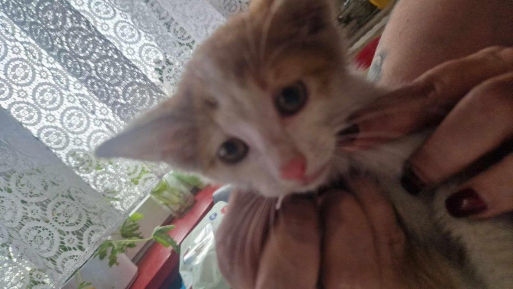Itek adoptowany :)