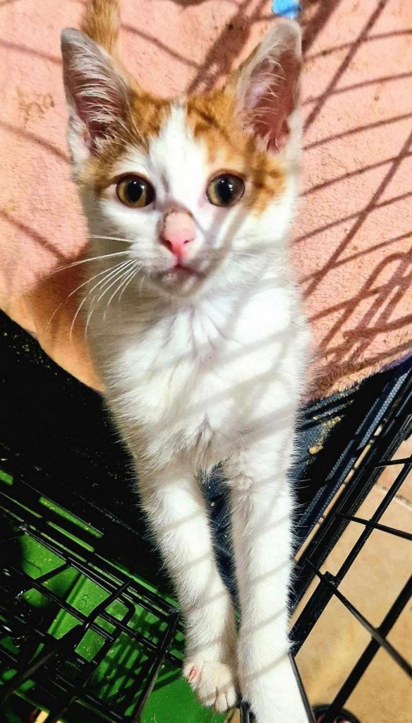 Itek adoptowany :)