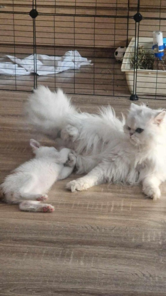 Itek adoptowany :)