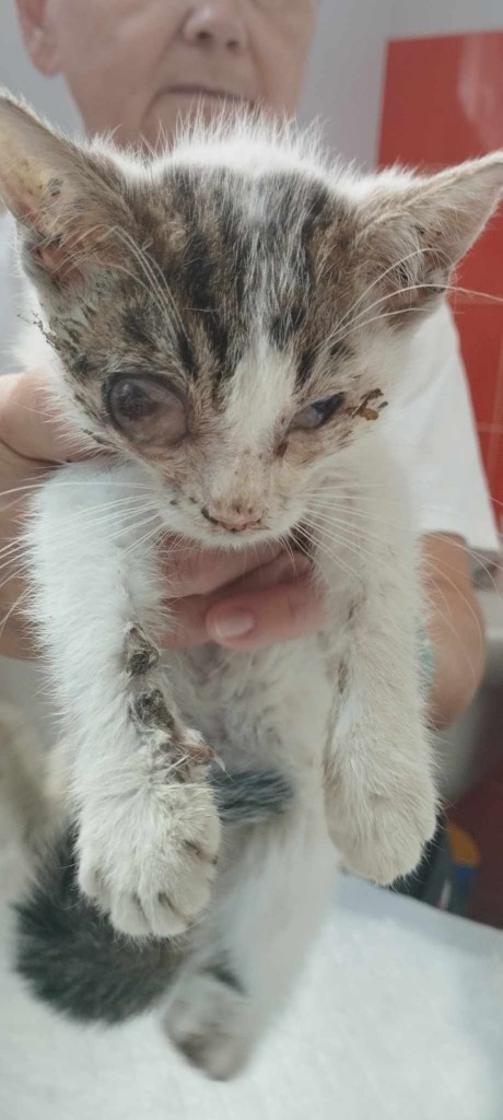 Inez i bracia bardzo proszą o wsparcie ❤️