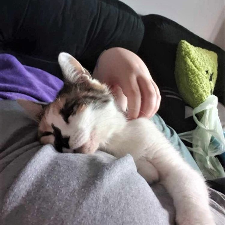 Kaśka - adoptowana :)
