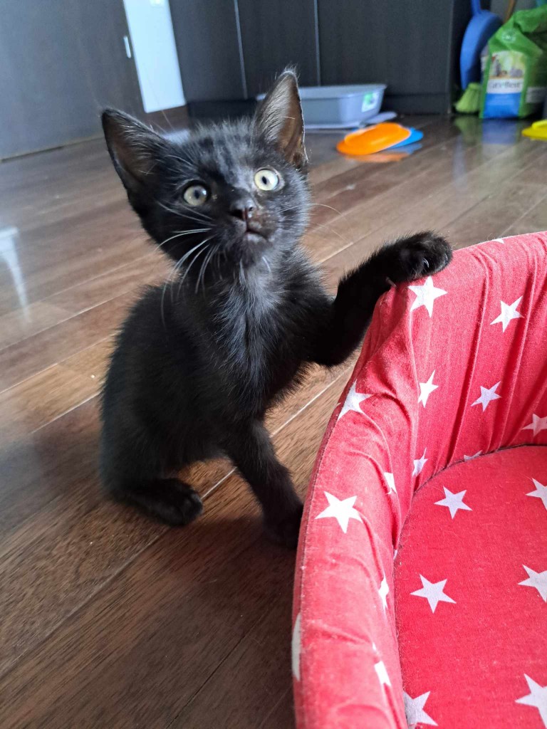 Adoptusie. Barfi - w domu :)