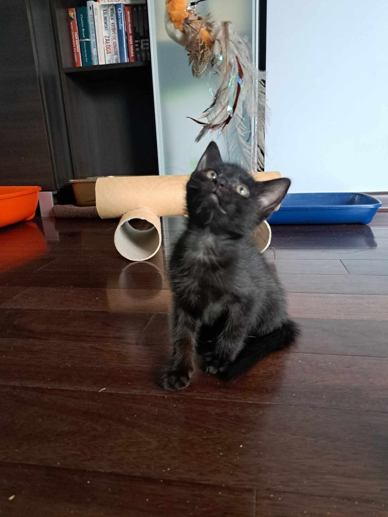 Adoptusie. Barfi - w domu :)