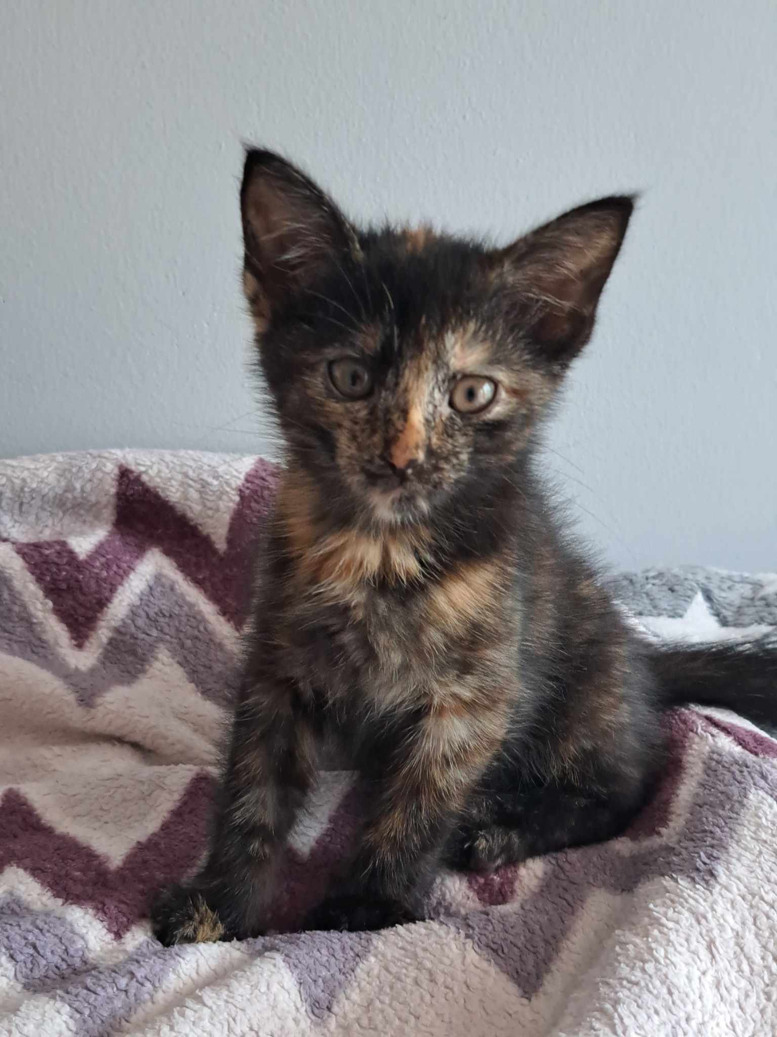 Adoptusie. Basta - radosna szylkretka - w domu :)
