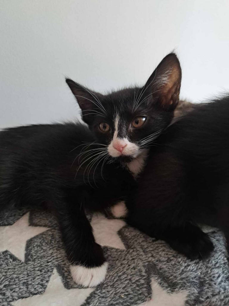 Adoptusie. Bentley - w domu :)