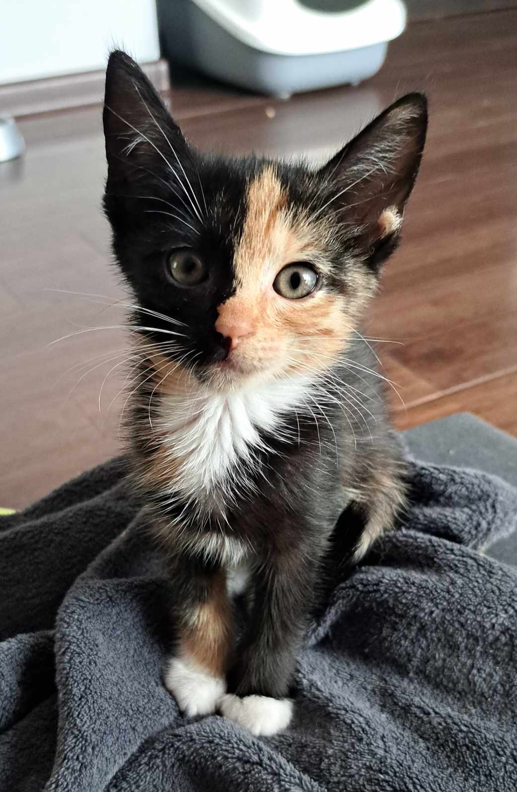 Adoptusie. Berta - adoptowana :)
