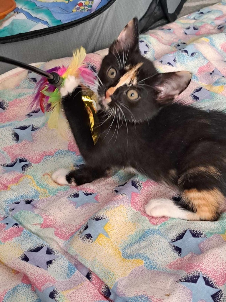 Adoptusie. Betty. Adoptowana :)