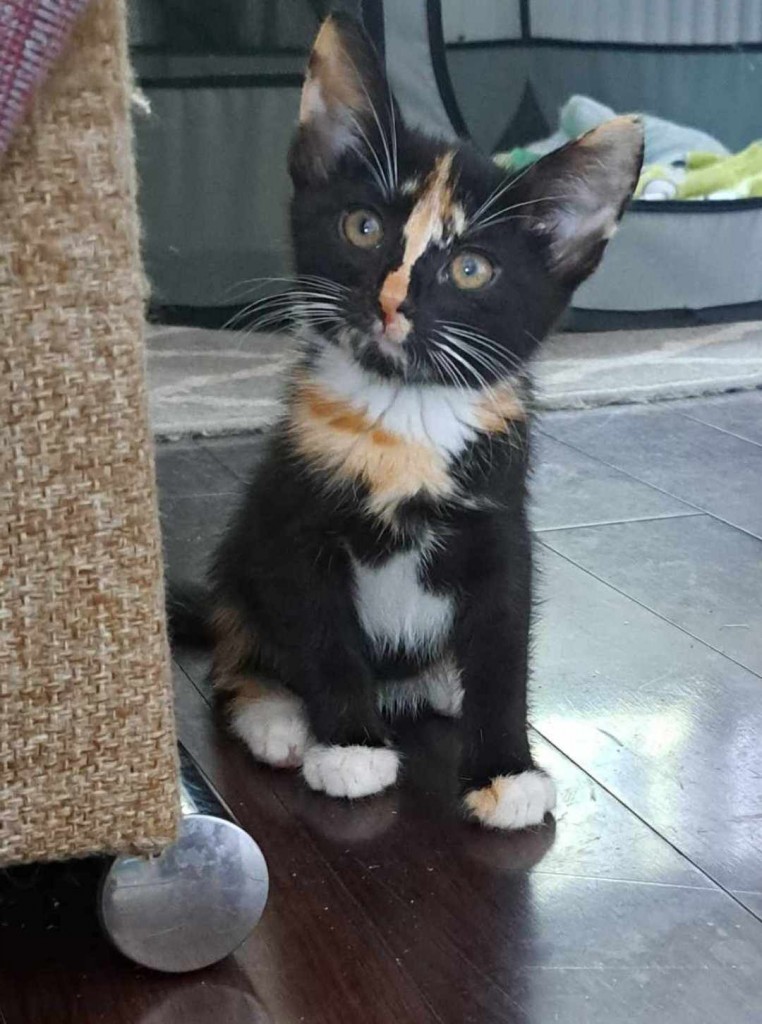 Adoptusie. Betty. Adoptowana :)