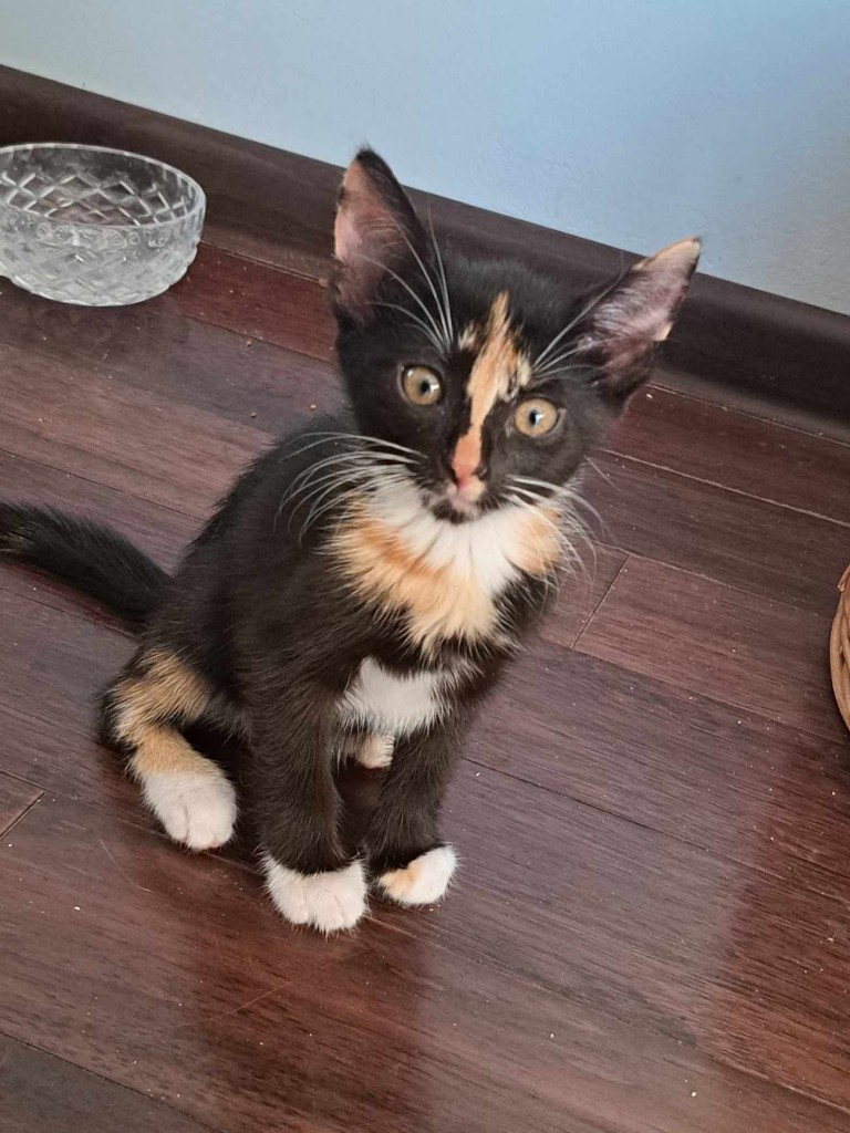 Adoptusie. Betty. Adoptowana :)