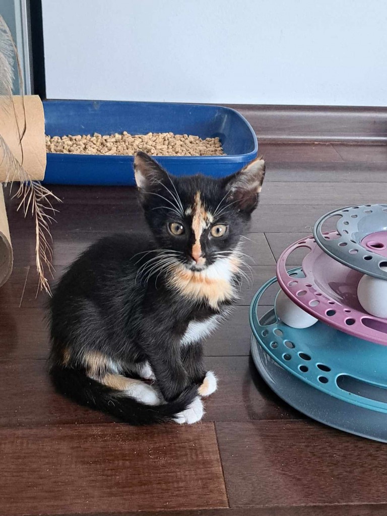 Adoptusie. Betty. Adoptowana :)