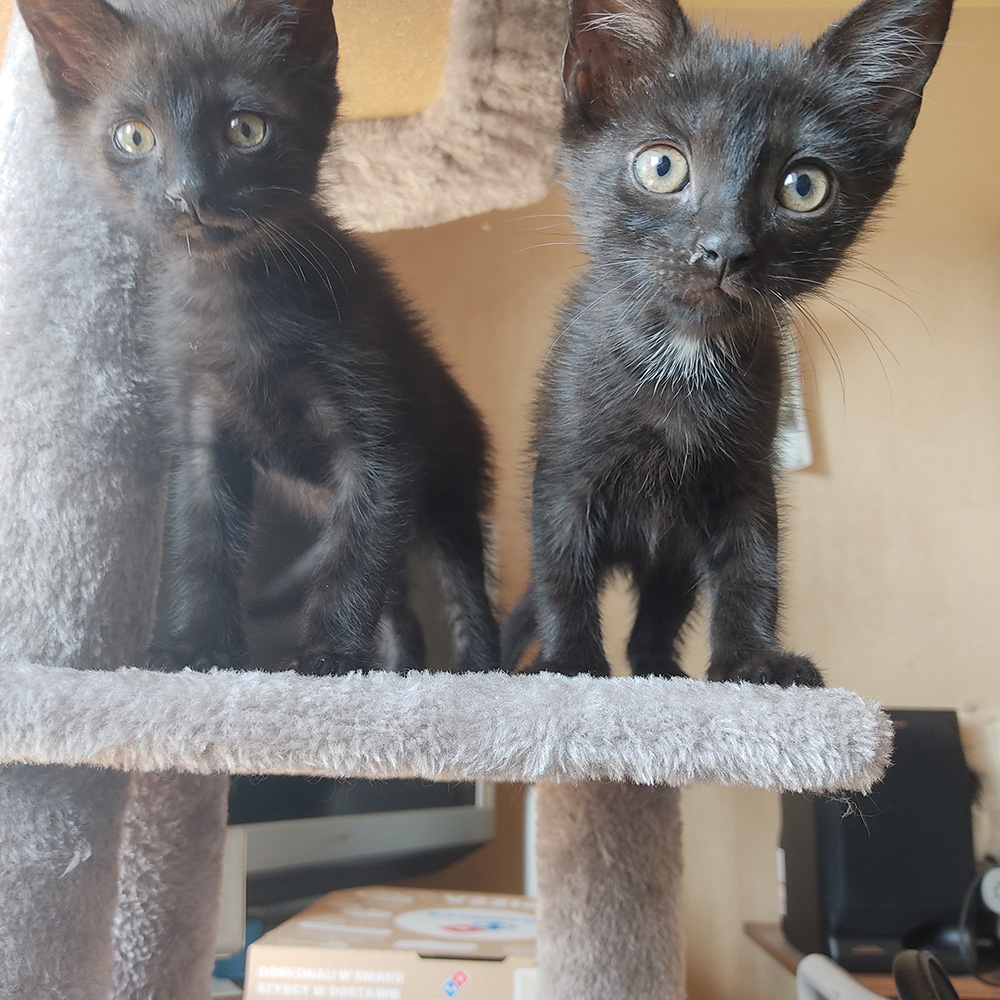 Adoptusie. Bibusia i Belzebub - adoptowane :)