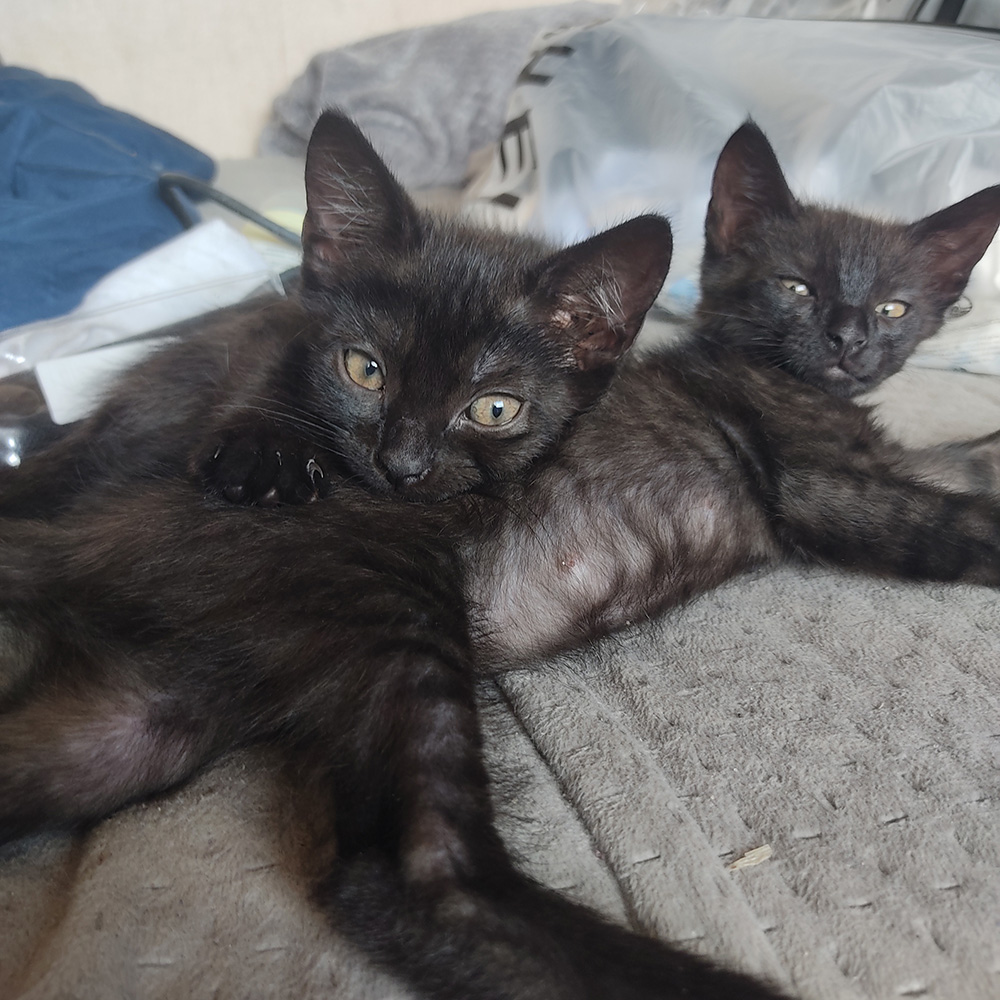Adoptusie. Bibusia i Belzebub - adoptowane :)