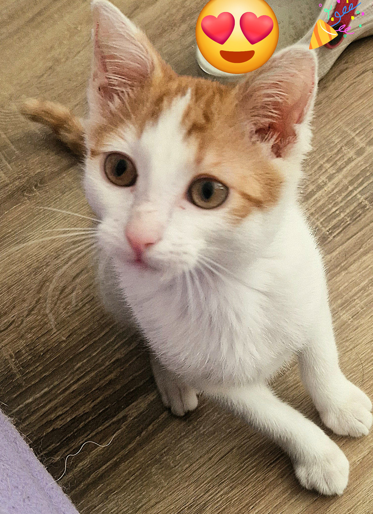 Adoptusie. Itek - w domu :)