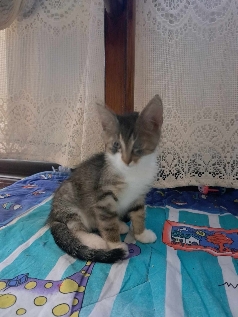 Adoptusie. Henrietta - w domu :)