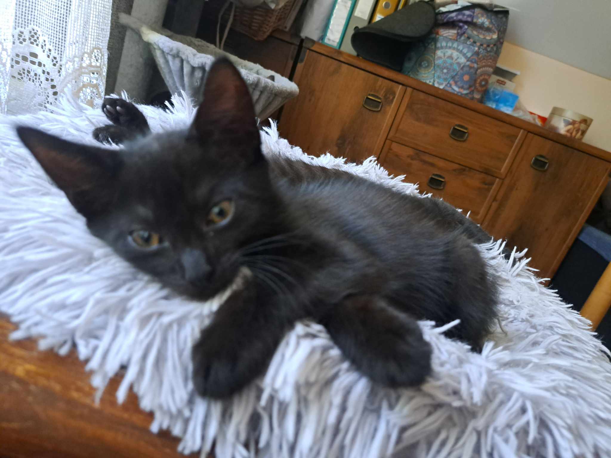 Adoptusie. Hiruś. W domu :)