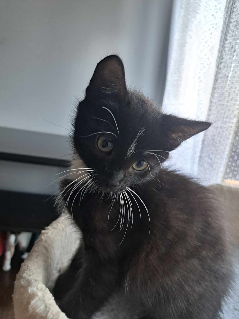 Elfi, Liana, Linda, Mati i Jody. Kolejna adopcja dzieci Tamary za nami
