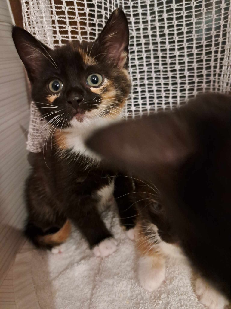 Elfi, Liana, Linda, Mati i Jody. Kolejna adopcja dzieci Tamary za nami