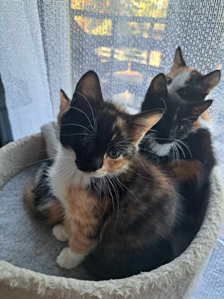 Elfi, Liana, Linda, Mati i Jody. Kolejna adopcja dzieci Tamary za nami