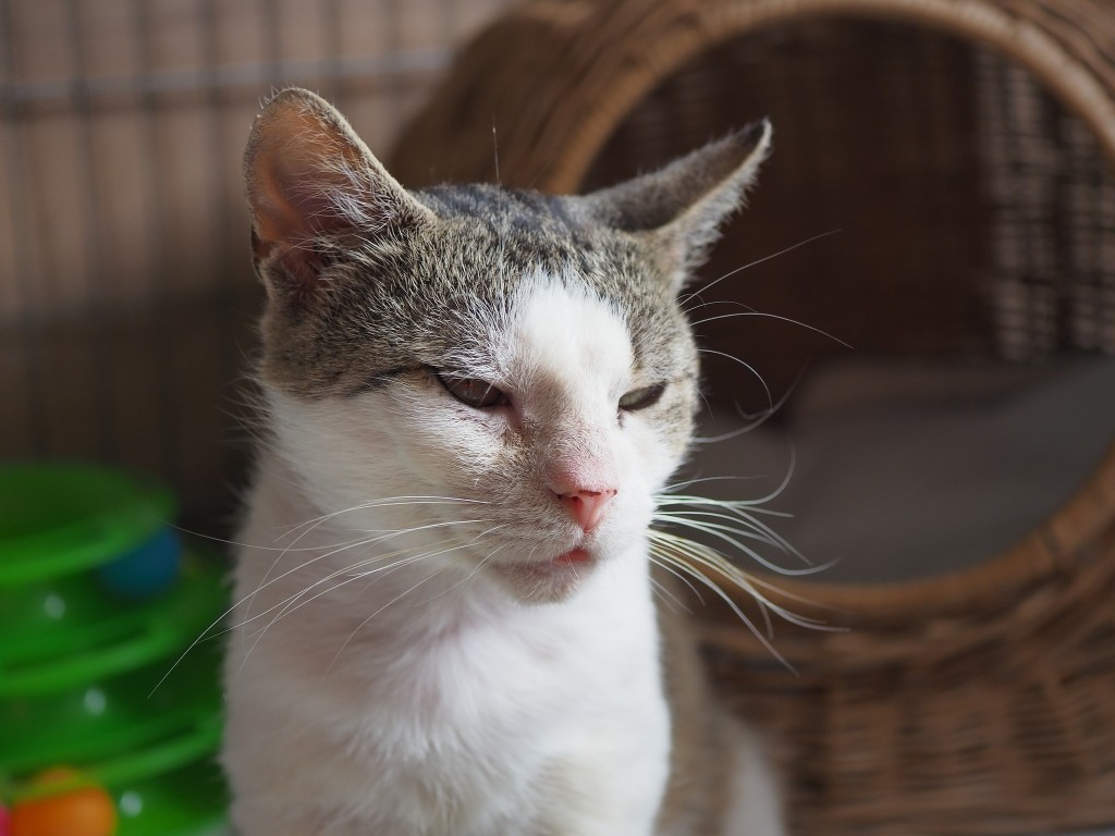 Adoptusie. Frapcio, Fraputek, Frapek – w domu :)
