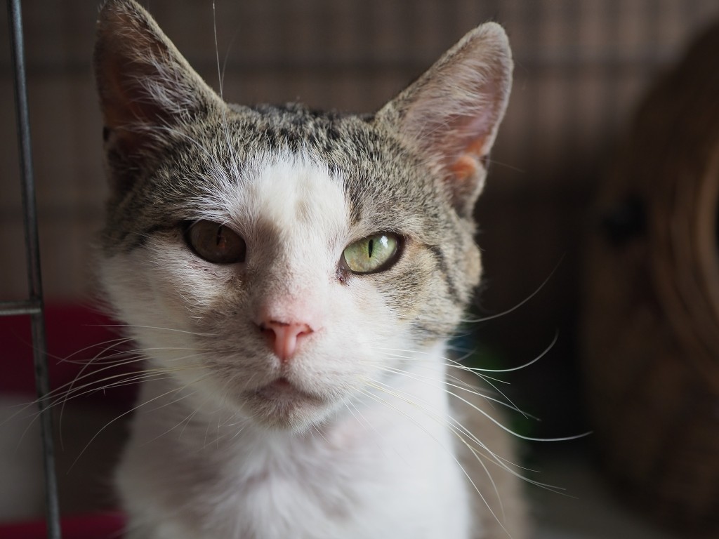 Adoptusie. Frapcio, Fraputek, Frapek – w domu :)