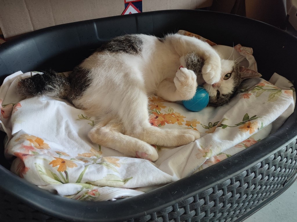 Adoptusie. Frapcio, Fraputek, Frapek – w domu :)