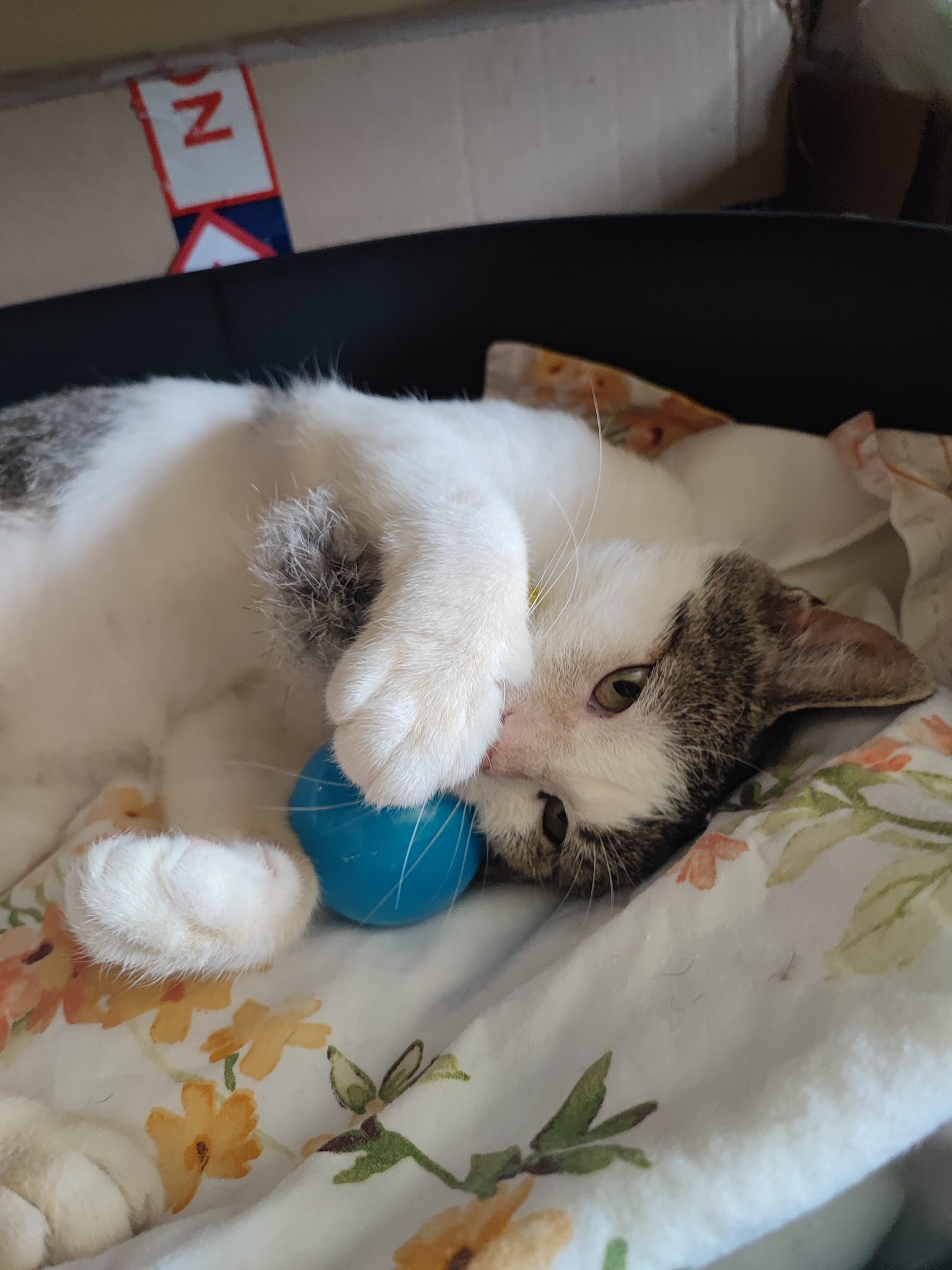 Adoptusie. Frapcio, Fraputek, Frapek – w domu :)