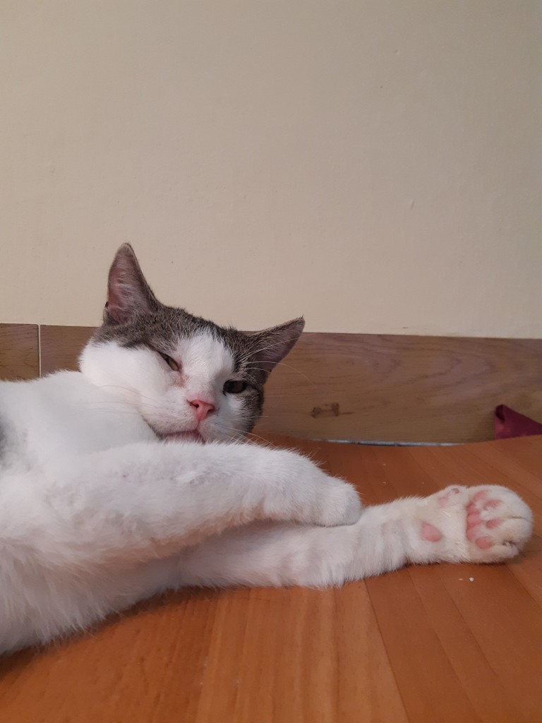 Adoptusie. Frapcio, Fraputek, Frapek – w domu :)