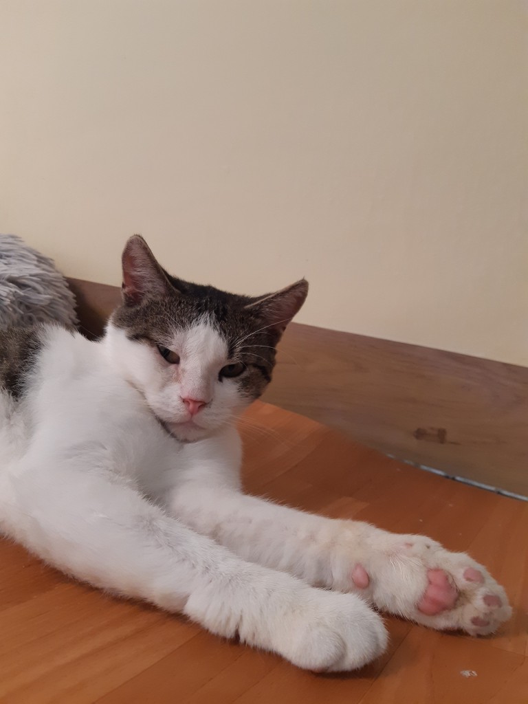 Adoptusie. Frapcio, Fraputek, Frapek – w domu :)
