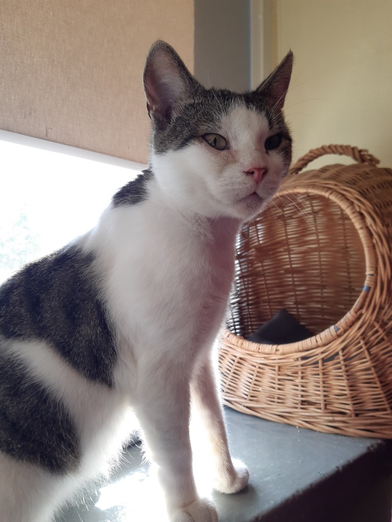 Adoptusie. Frapcio, Fraputek, Frapek – w domu :)