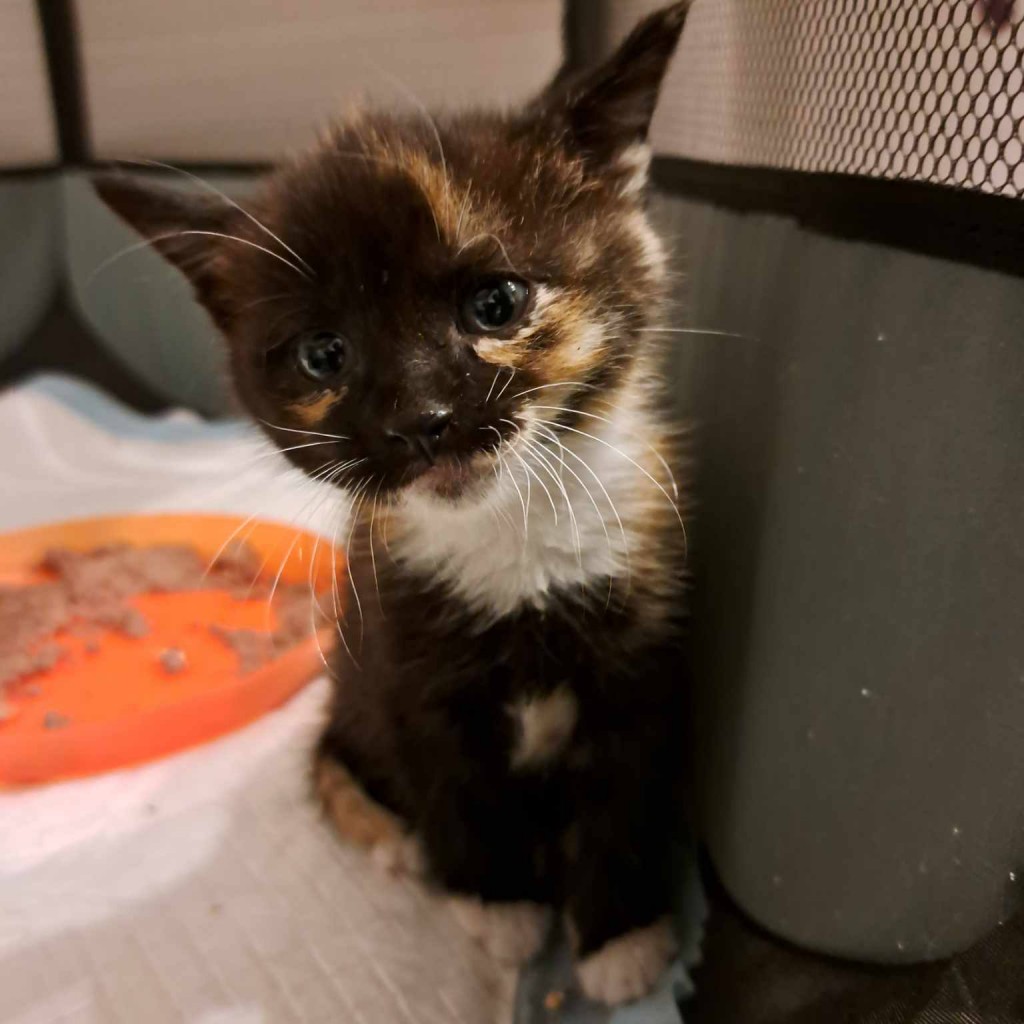 Elfi, Liana, Linda, Mati i Jody. Kolejna adopcja dzieci Tamary za nami