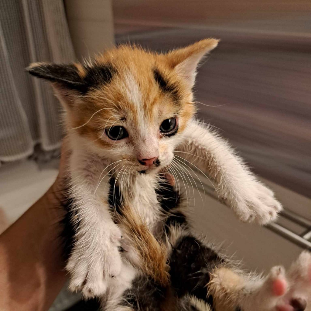 Elfi, Liana, Linda, Mati i Jody. Kolejna adopcja dzieci Tamary za nami