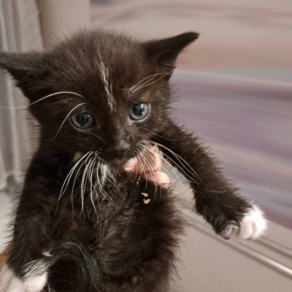 Elfi, Liana, Linda, Mati i Jody. Kolejna adopcja dzieci Tamary za nami
